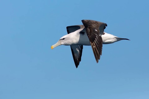 Shy Albatross (Thalassarche cauta) flying, Victoria, Australia