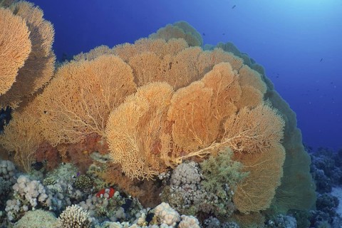 Giant fan coral (Annella mollis)