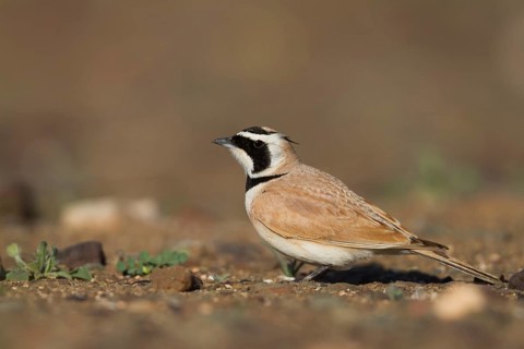 Temminck's Horned Lark - Saharaohrenlerche - Eremophila bilopha, Morocco