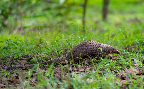 Pangolin in the grass on the ground, White-bellied pangolin (Phataginus tricuspis, Manis