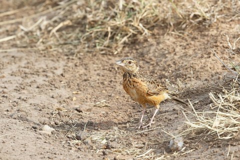 Flappet Lark (Mirafra rufocinnamomea), Masai Mara, Kenya