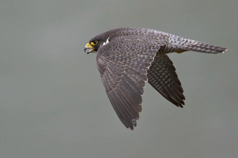 Peregrine Falcon (Falco peregrinus) flying, British Columbia, Canada