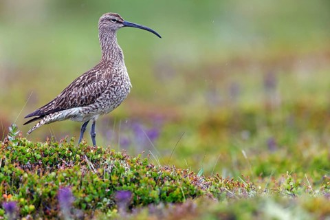 Whimbrel, Animals, Birds, (Numenius phaeopus), Norðurþing, Húsavík, Iceland