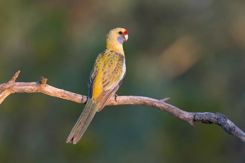 Yellow Rosella (Platycercus elegans flaveolus) male, Victoria, Australia
