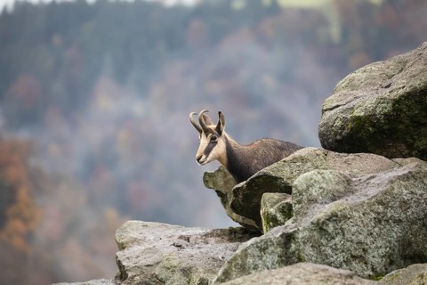 One chamois standing on rocks, autumnal colors of a forest in the distant background