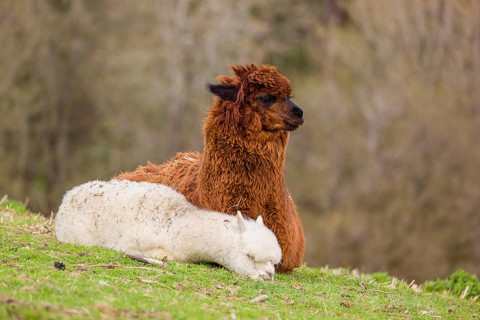 A brown female Alpaca (Vicugna pacos) and its white young rest on a green meadow . A forest is in