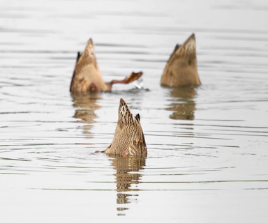 Mallard duck (Anas platyrhynchos), three females digging, with the head under the water surface on