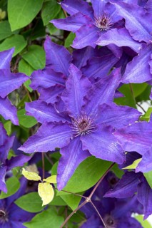 Clematis 'The President', B & B, Denmark