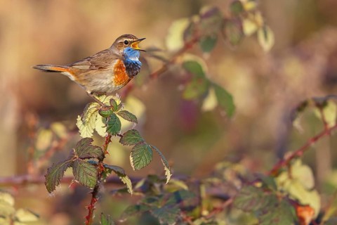 White-throated bluethroat (Luscinia svecica), Luscinia svecicus, Hockenheim, Baden-Württemberg,