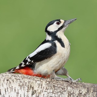 Great spotted woodpecker (Dendrocopos major) female sitting on the trunk of a fallen birch tree,
