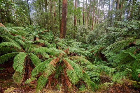 Nature landscape of the forest in the Great Otway National Park in spring, Australia