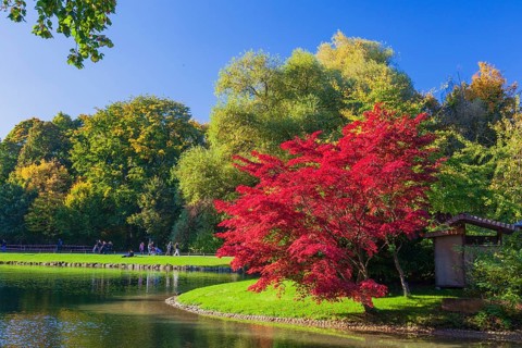 Prunus serrulata or Japanese cherry in autumn. Englischer Garten Munich