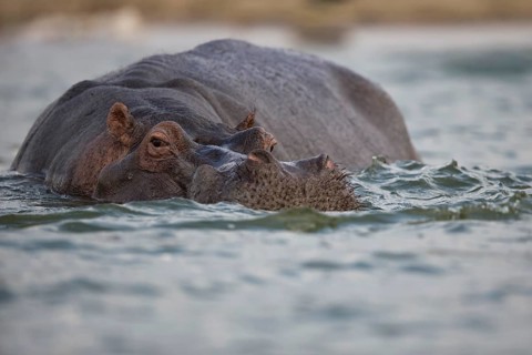 Hippopotamus (Hippopotamus amphibius) adult standing in water, Queen Elizabeth National Park,