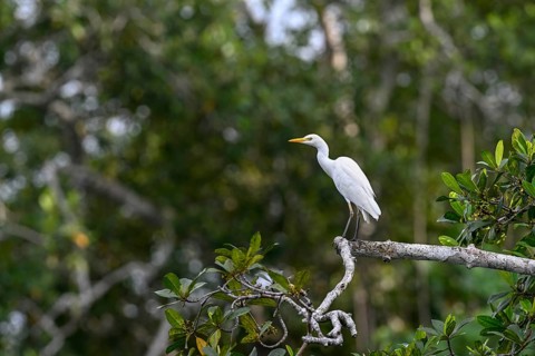 Cattle egret (Bubulcus ibis), Loango National Park, Parc National de Loango, Ogooué-Maritime