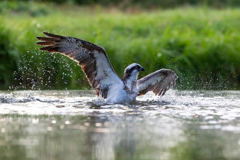 Western osprey (Pandion haliaetus) fishing, Finland