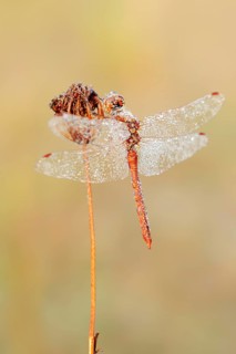 Vagrant darter (Sympetrum vulgatum), male with a dewdrop, North Rhine-Westphalia, Germany