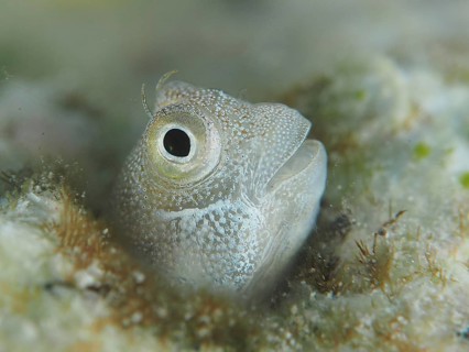 Blue-bellied crested tusk (Alloblennius pictus)
