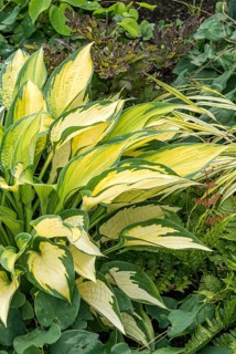 Funkia (Hosta 'Orange Marmalade'),  Germany