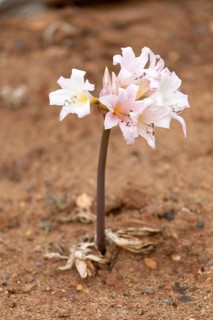 Belladonna lily (Amaryllis belladonna), true amaryllis, flowering, flower, Karoo Desert Botanic