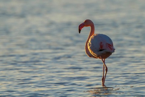 Greater Flamingo (Phoenicopterus roseus), Greece