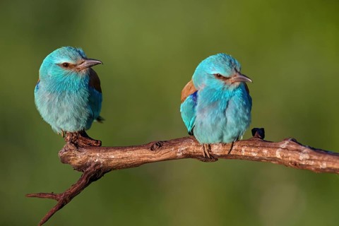 European roller (Coracias garrulus), on perch, Tower Hide, Tiszaalpár, Kiskunsági National Park,
