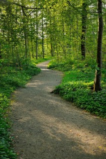 Forest path in the evening light in the canton of Thurgau, Switzerland