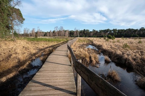 Boardwalk in a moor, Diersfordter Wald nature reserve, Wesel, North Rhine-Westphalia, Germany
