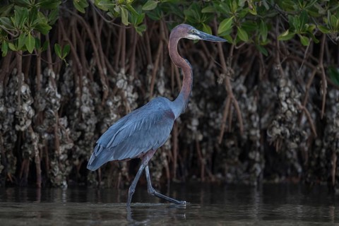 Goliath Heron (Ardea goliath), Senegal