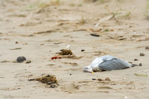 Seagull (Larinae) dead, lying in the sand on the beach of Schillig, yellow beak, grey wings, white