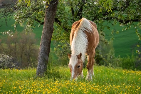 Horse, Haflinger, gelding, in the evening, in the pasture, spring