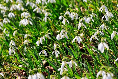 Snowdrop (Galanthus), sea of flowers in the sunshine, full-size, Brakel, Teutoburg Forest