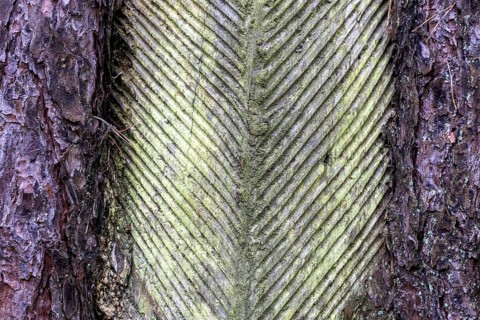 Pine tree (Pinus) with cut-in resin conductive chips, resin extraction until 1990, Darßwald, Darß,