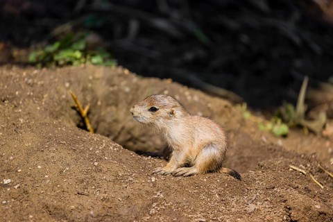A black-tailed prairie dog cub (2 weeks old) (Cynomys ludovicianus) sits close to his den on sandy