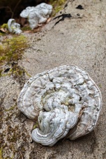 Flat lacquer porling, ganoderma applanatum, ganoderma lipsiense, lacquer porling, painter's