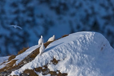 Rock Ptarmigan (Lagopus muta) group on snow covered rock, Tyrol, Austria