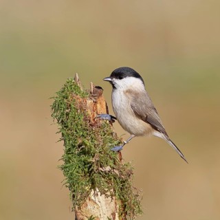 A marsh tit (Parus palustris) perched on moss-covered deadwood, Wilnsdorf, North Rhine-Westphalia,