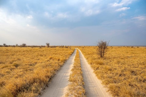 Road, track between yellow dry grass, Nxai Pan National Park, Botswana