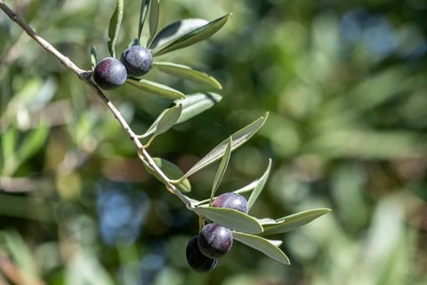 Olive tree, olive tree (Olea europaea), fruit, Sicily, Italy