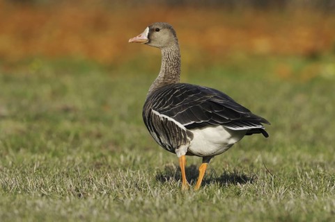 Greater White-fronted Goose (Anser albifrons), British Columbia, Canada