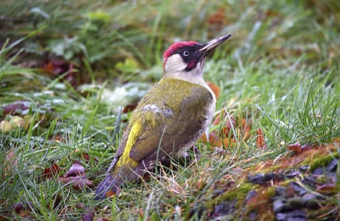 Green woodpecker (Picus viridis) searches for food in the garden when it rains