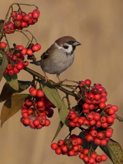Eurasian Tree Sparrow (Passer montanus), Utrecht, Netherlands
