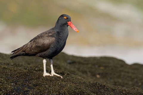 Blackish Oystercatcher (Haematopus ater) along the rocky coastline in the Falkland Islands