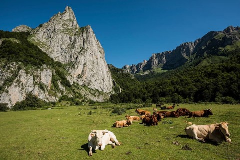 Mountain landscape and cows, Lescun, Département Pyrénées-Atlantiques, Region Nouvelle-Aquitaine,