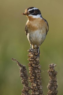 Whinchat (Saxicola rubetra) with insect in beak, Castile, Spain