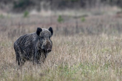 After a short time, the wild boar (Sus scrofa) visibly relaxes, intoxication time, mating season,