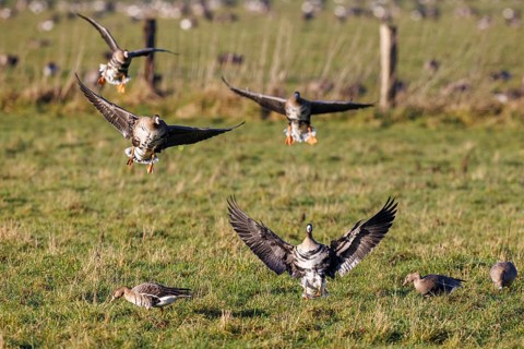 White-fronted geese (Anser albifrons), Bislicher Insel, Xanten, Germany