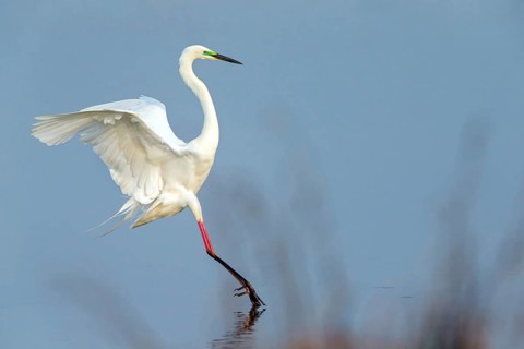 Great White Egret, Great White Heron, Great Egret, Egretta alba, Casmerodius albus, Ardea alba,