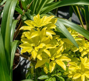 Mexican starleaf (Choisya ternata SUNDANCE), BS Sämann, Germany