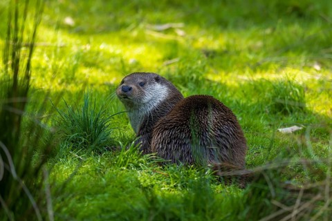 An otter sits relaxed on a green meadow in a natural environment, European otter (Lutra lutra),