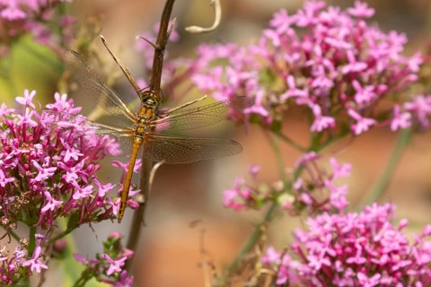 Common darter dragonfly (Sympetrum striolatum) adult female insect resting on a garden flowers in